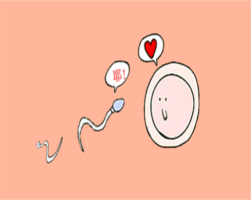 供卵供卵试管孕-试管婴儿供卵成功率